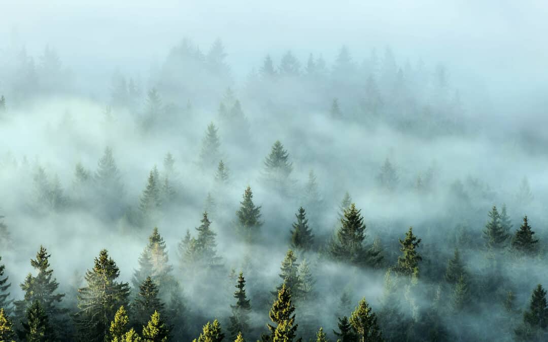 Tipp! Neuer Artikel: 4 wesentliche Faktoren, wie der Wald das Klima schützt