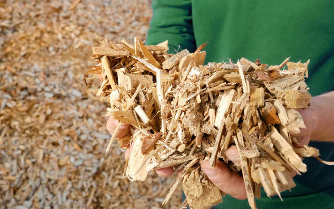 Holz als wichtiger Bestandteil zur Klimaneutralität