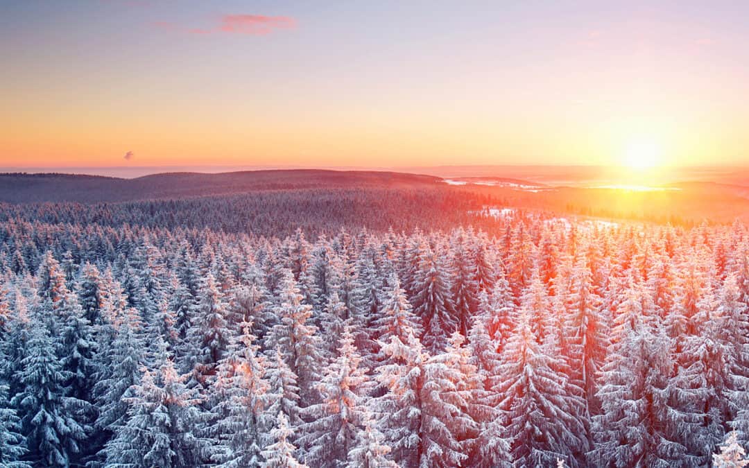 TIPP! Neuer Artikel online: Der Wald im Winter