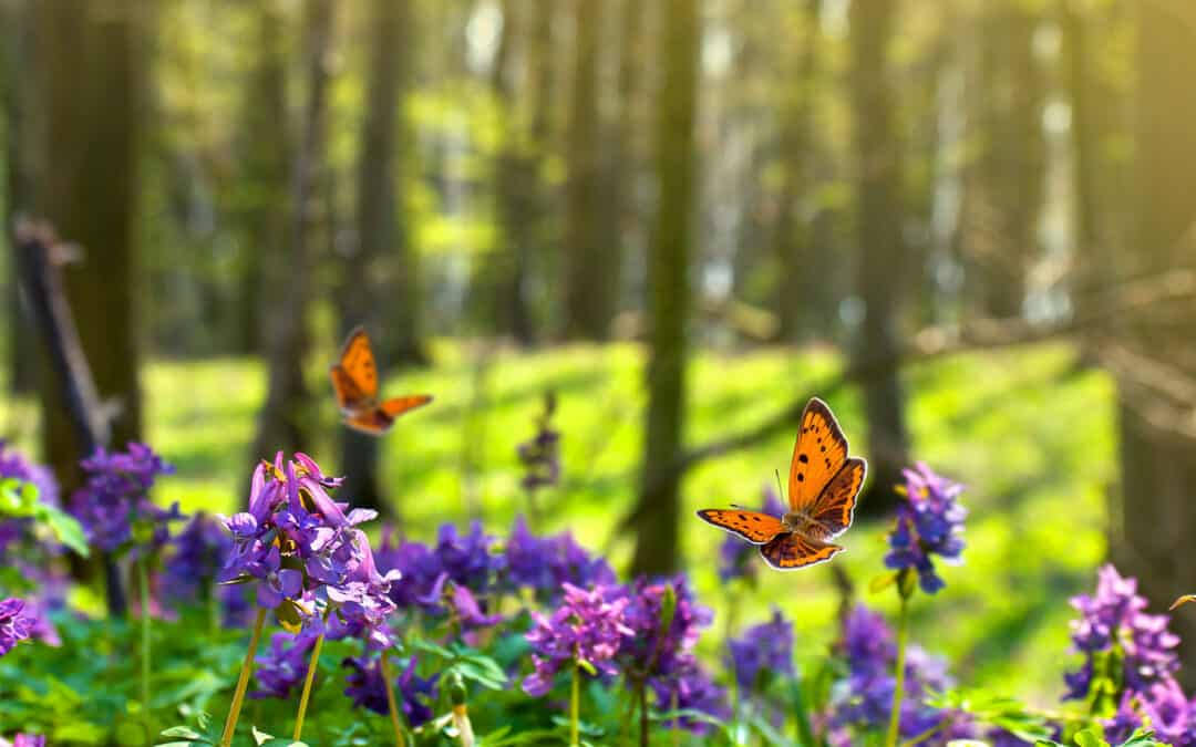 Woche der Artenvielfalt & Biodiversität im Wald