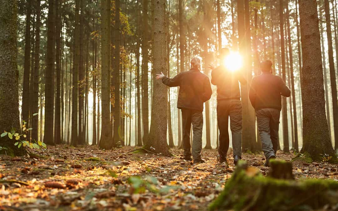 Wald Beratung: Wie Wälder klimafit werden