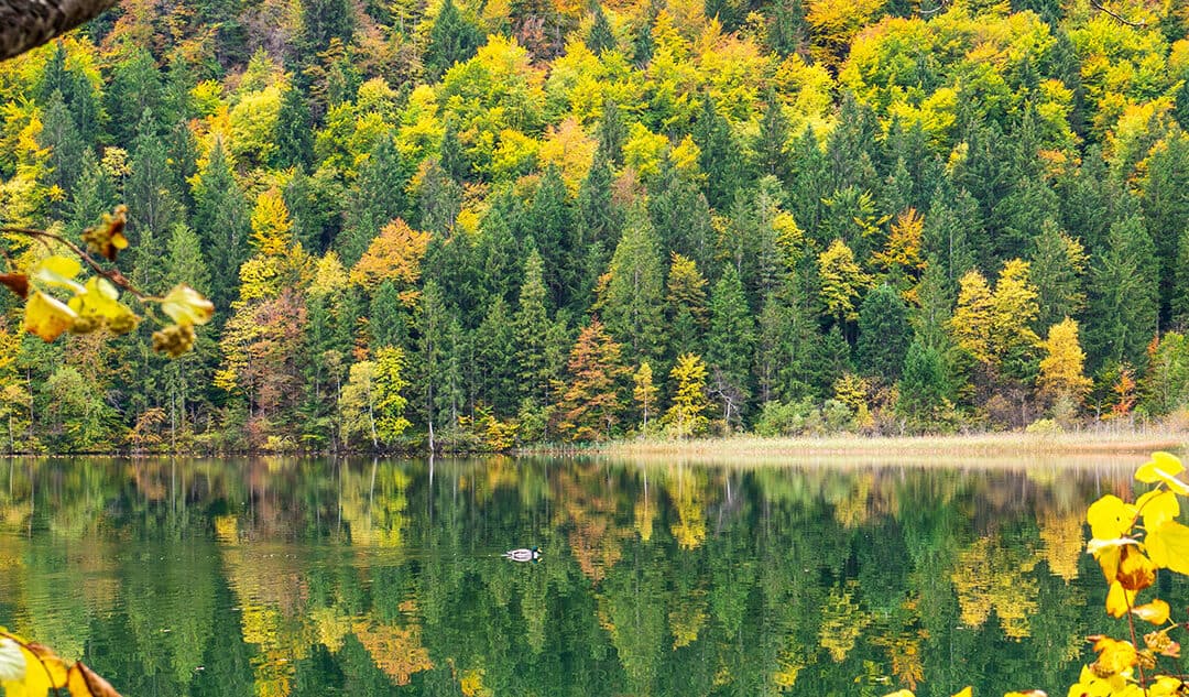 Tipp! Neuer Facharitkel online „Wald für alle“