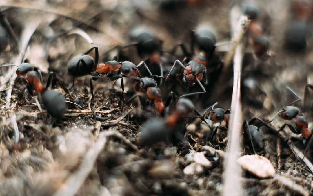 Waldameisen – fleißige Waldarbeiter der Natur