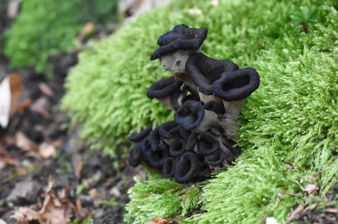 Nur Die Pilze Ermöglichen Unsere Welt Waldgeschichten