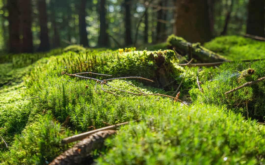 17. Oktober 2022 zum Tag der Trittsteinbiotope erklärt