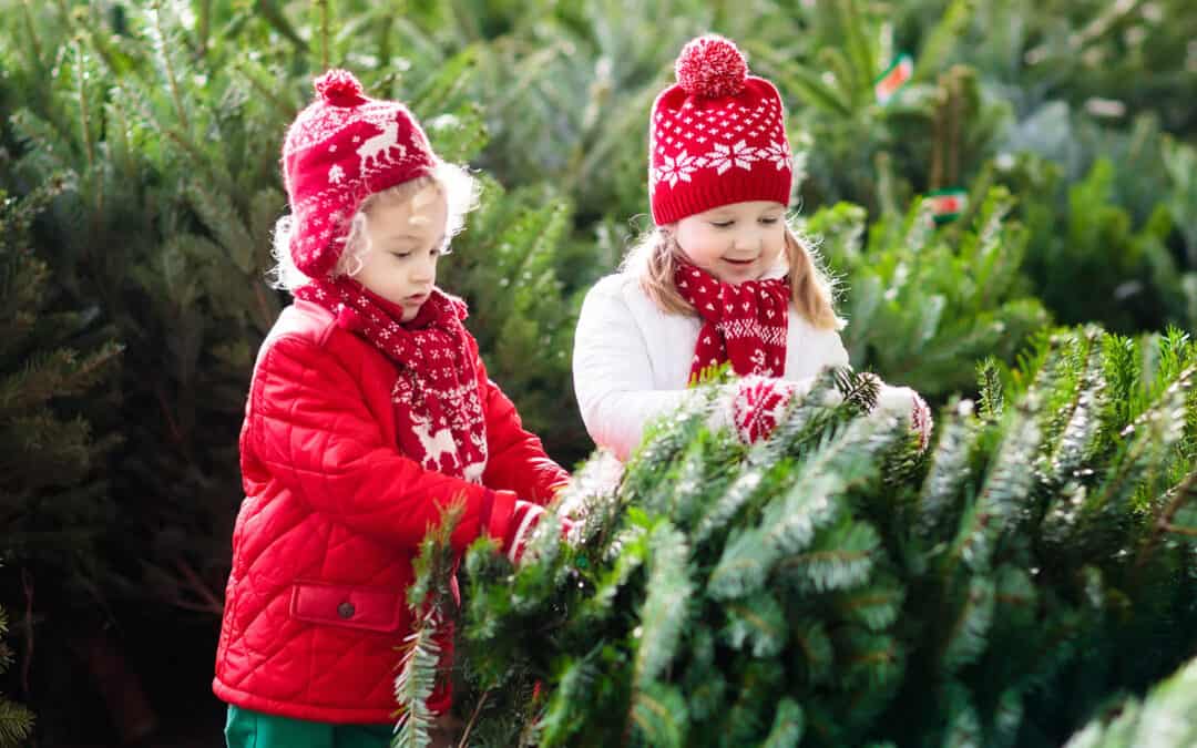 Weihnachtsbäume aus Österreich