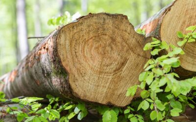 waldgeschichten-einschlagstopp-buchenwald-buchenstaemme-am-waldboden-erhaltung-der-biodiversitaet