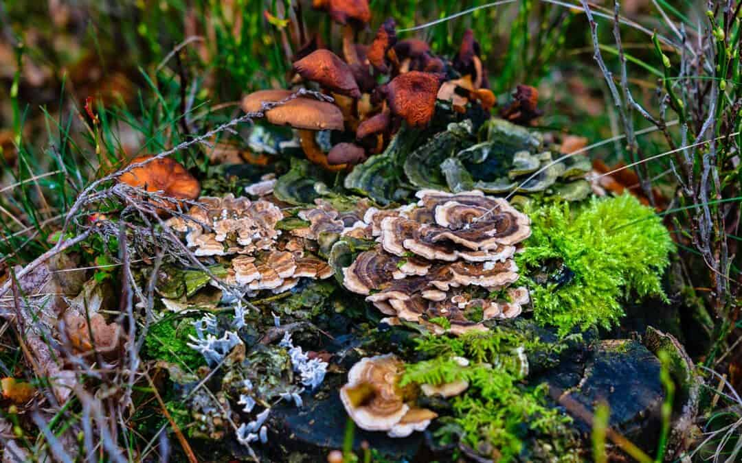 Best Practice Exkursion: Naturschutz im Wald