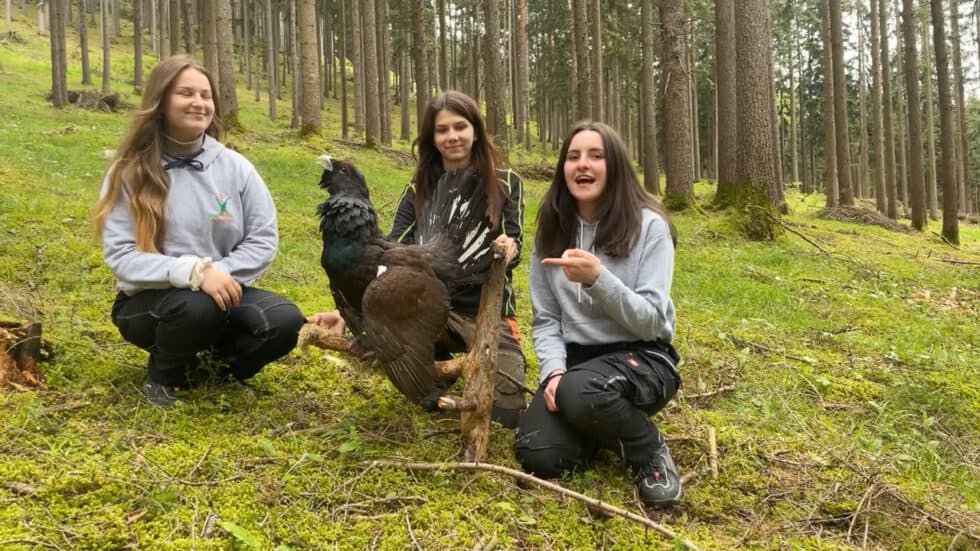 waldgeschichten-video-app-wald-schirmart-auerhuhn-erklaert