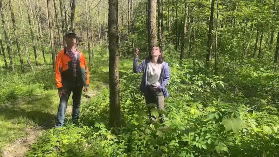 waldgeschichten-video-wald-app-laubholz-zu-wertholz-video