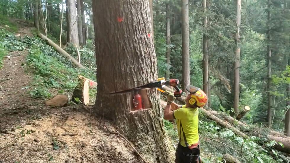 waldgeschichten-video-wald-app-spezialfaellung-baum-wald-guenter-erklaert