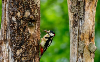 waldgeschichten-baumhoehlen-wald-biodiversitaet-im-wald-c-adobe-stock-440760900-hecke71