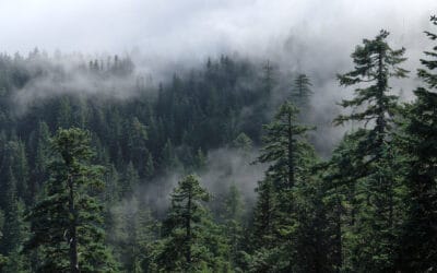 waldgeschichten-artikel-kohlenstoffspeicher-wald-foto-nebel-im-wald