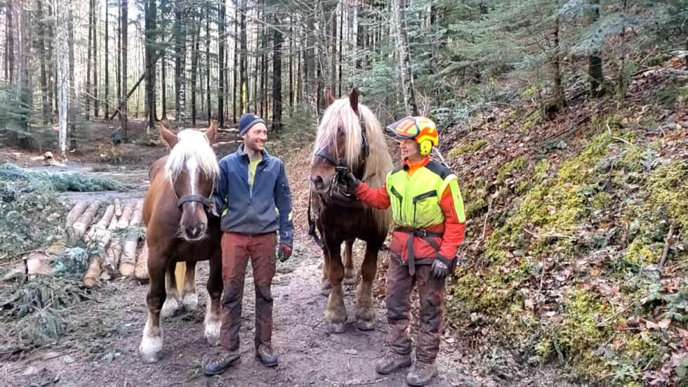 waldgeschichten-app-video-holzrueckung-pferderueckung-erklaert