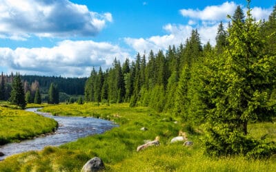 aldgeschichten-artikel-funktionen-des-waldes-klimawandel-foto-wald-bach-blauer-himmel