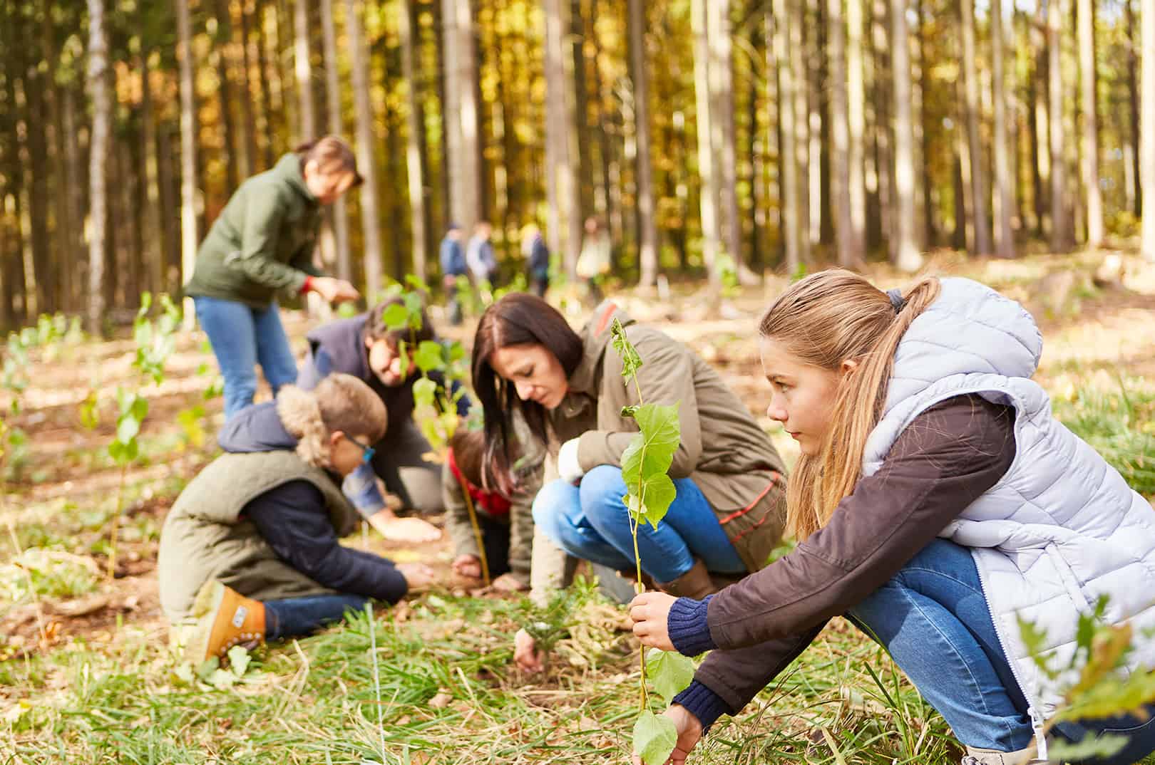 waldgeschichten-artikel-funktionen-des-waldes-klimawandel-foto-menschen-pflanzen-baeume-im-wald