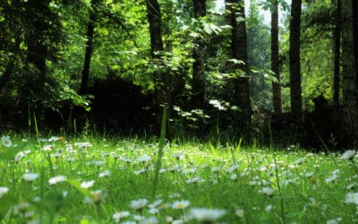 waldgeschichten-kraeuterapotheke-wald-kraeuter-im-wald-foto-waldwiese