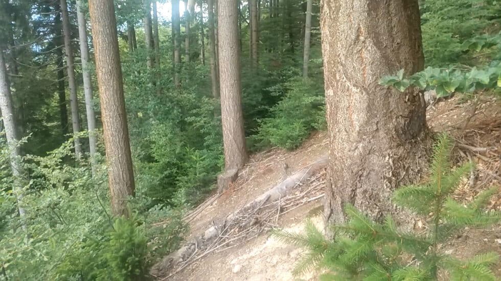 waldgeschichten-video-waldbewirtschafterinnen-als-architektinnen-der-zukunft