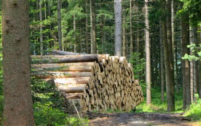 waldgeschichten-holzverfuegbarkeit-in-oesterreich