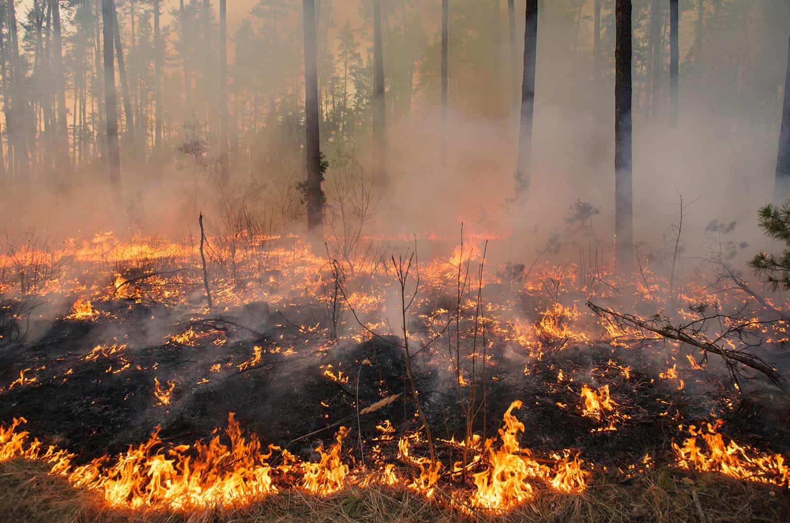 waldgeschichten-waldbrandgefahr-waldbraende-management-foto-feuer-im-wald