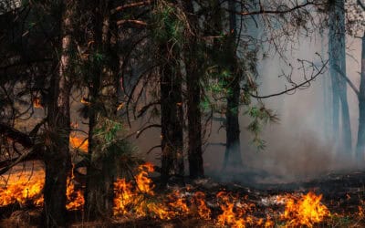 waldgeschichten-waldbrandgefahr-waldbraende-management-foto-feuer-im-wald