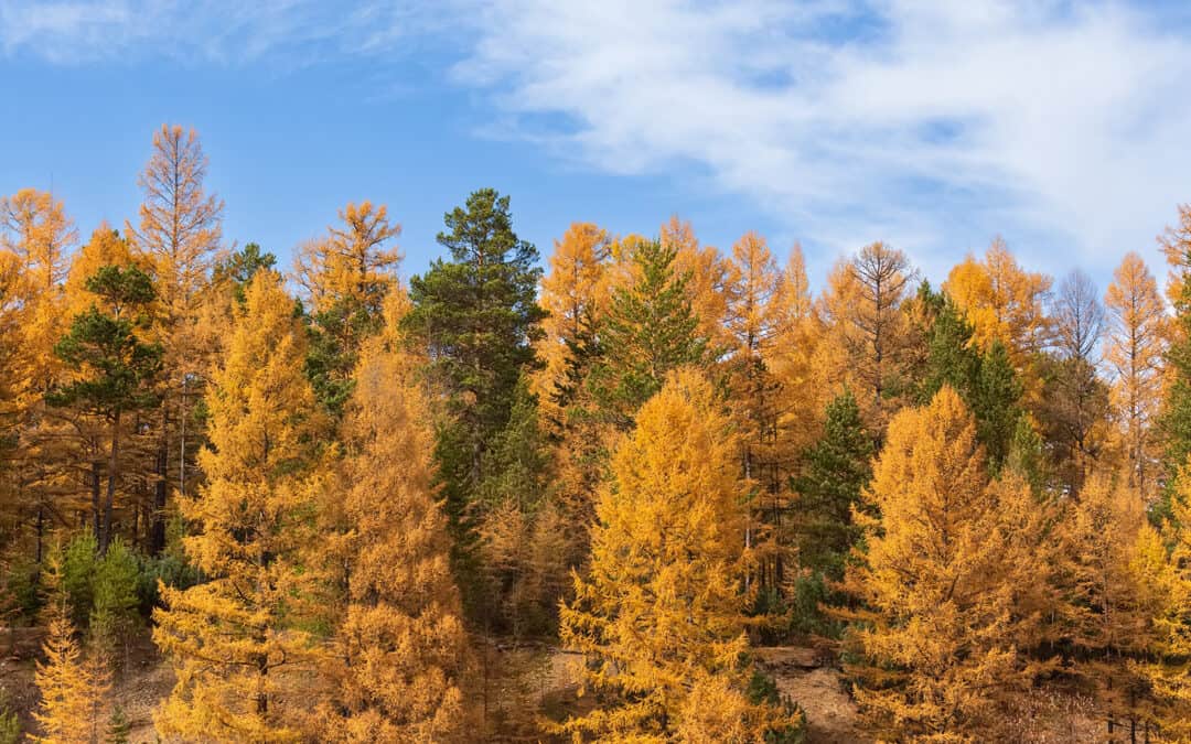 Das Zedlacher Paradies: Ein Herbstmärchen in Osttirol