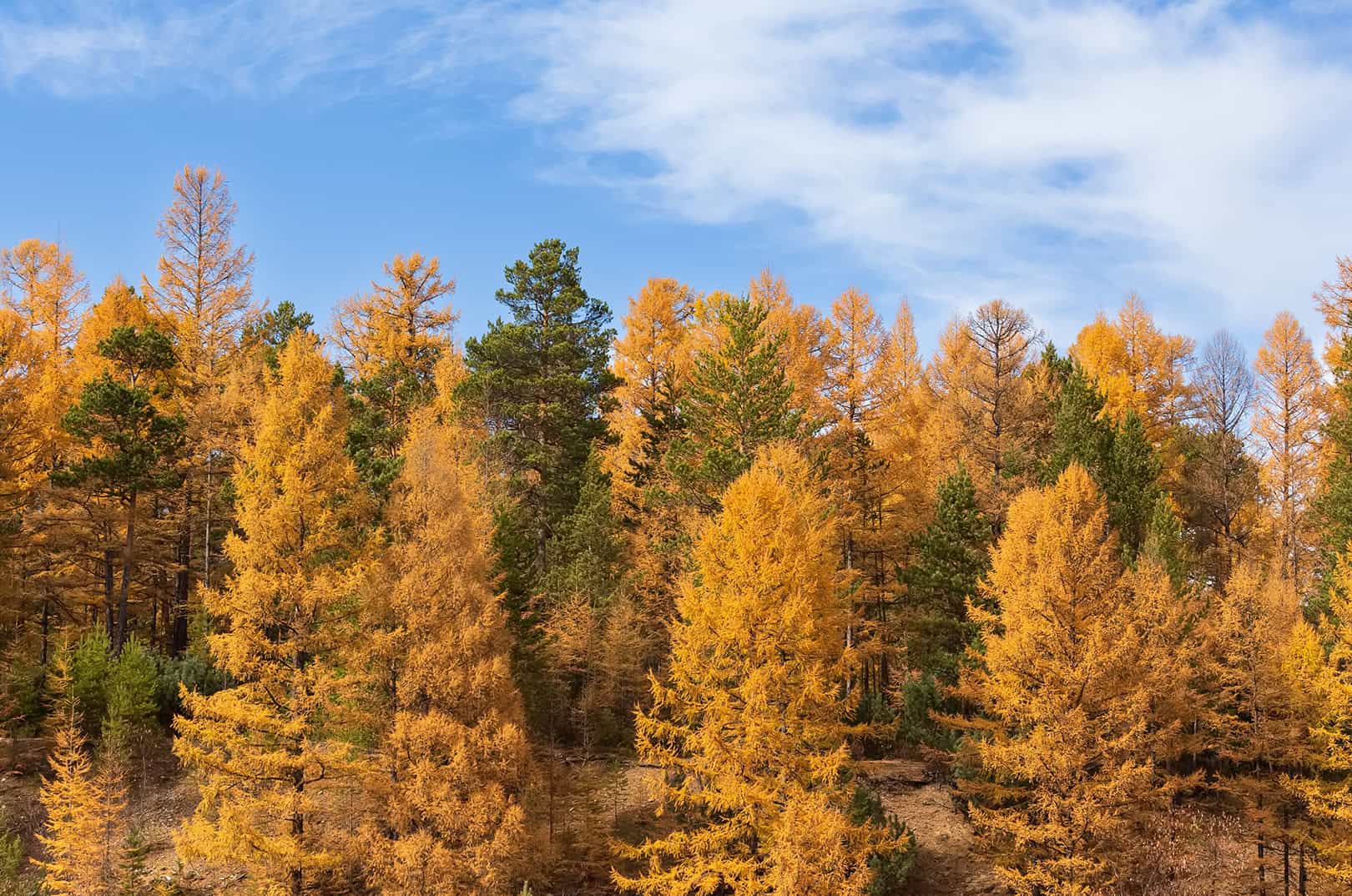 waldgeschichten-besondere-waelder-zedlacher-paradies-im-herbst