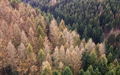 waldgeschichten-europas-waelder-im-krisenmodus-foto-trockene-baeume-im-wald