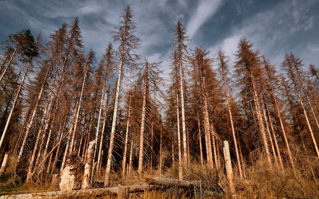 Europas Wälder im Wandel: Was kommt nach der Fichte?