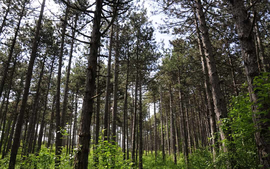 Kennen sie schon den Neudörfler Wald?