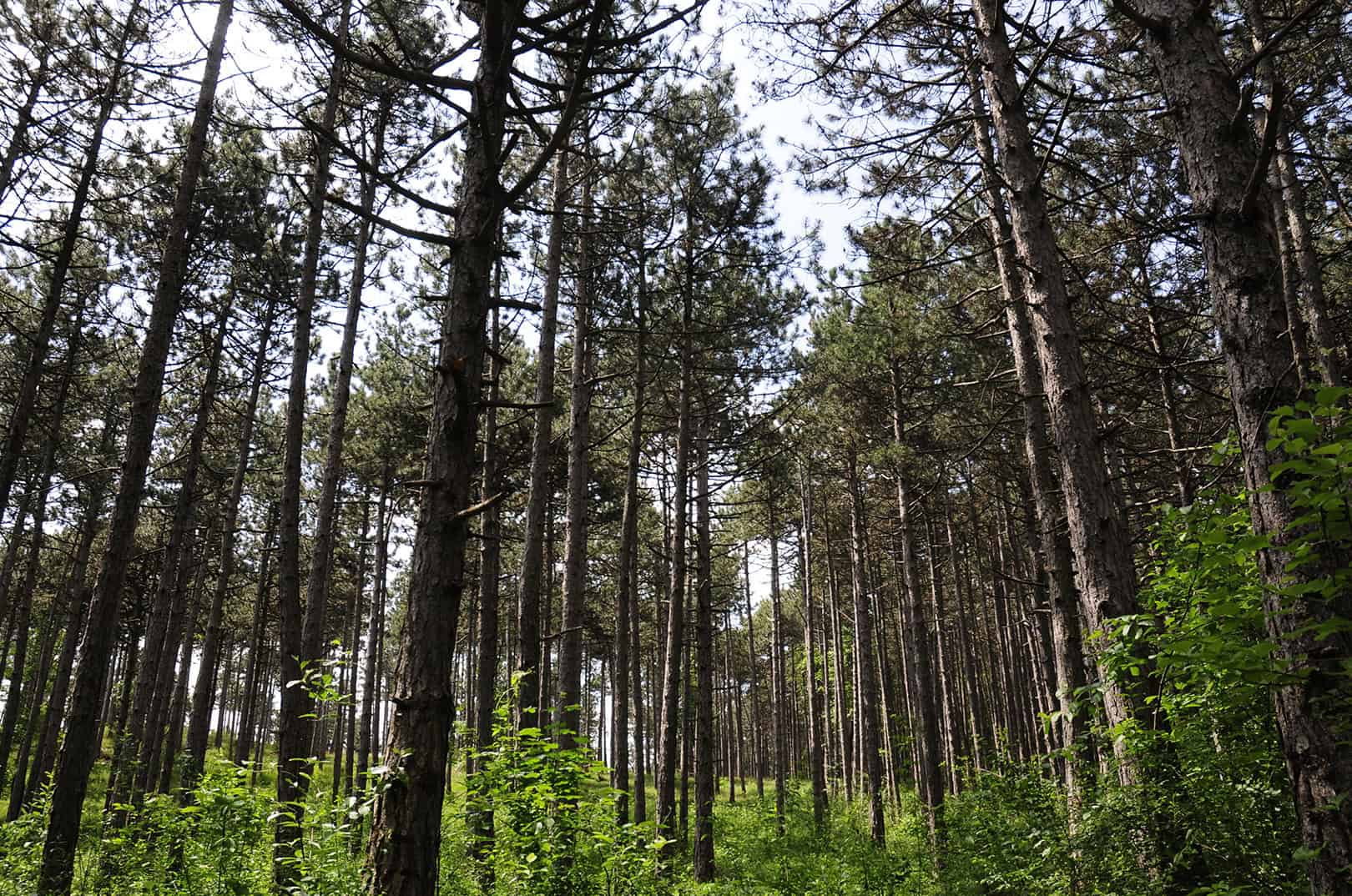 waldgeschichten-große-wiener-neustaedter-foehrenwald-neudoerfler-wald