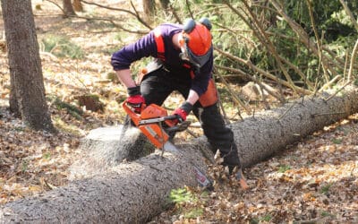 waldgeschichten-simulatoren-für-mehr-srbeitssicherheit-im-wald-foto-waldarbeiten-baum-motorsaege