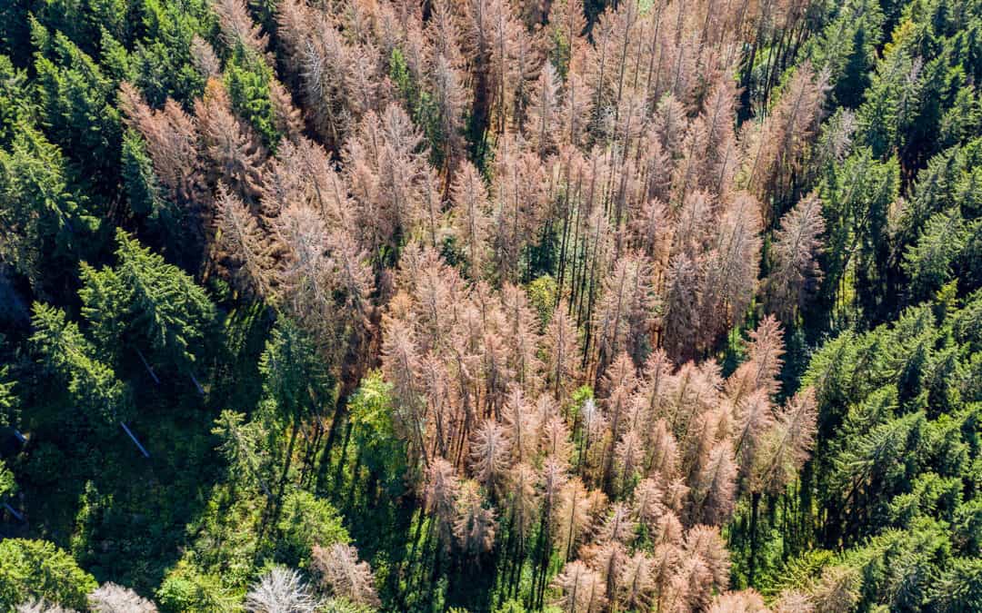 Wald im Klimawandel: Wege in eine klimafitte Zukunft