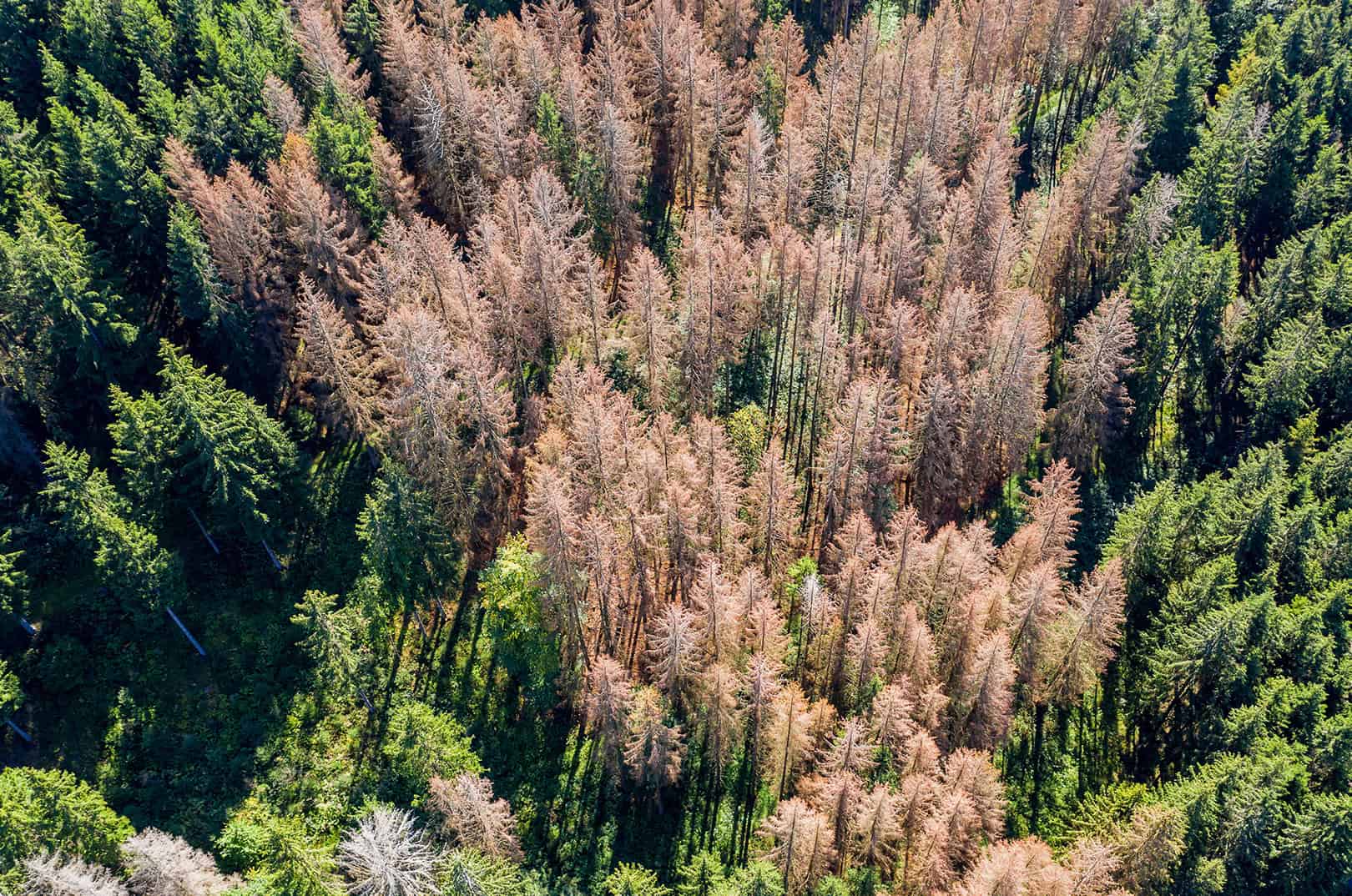 waldgeschichten-wald-im-klimawandel-foto-wald-von-oben-tote-baeume