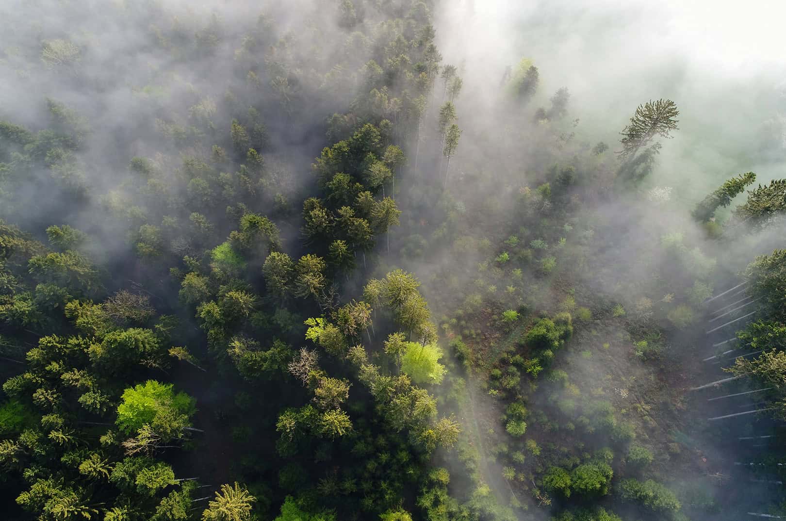 waldgeschichten-assisted-migration-studie-nebel-wald-von-oben