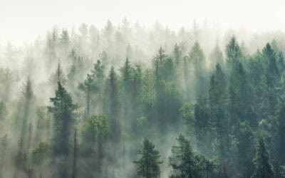 waldgeschichten-assisted-migration-foto-wald-im-nebel