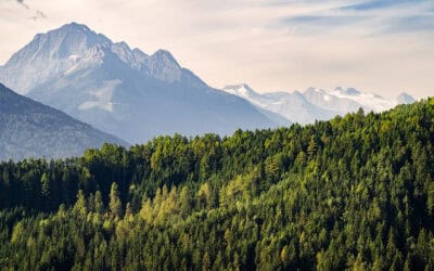 waldgeschichten-ausflugtipps-in-tirol