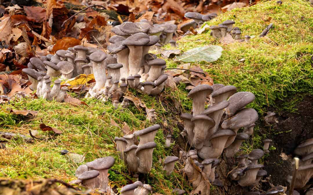 Warum Totholz im Wald unverzichtbar ist