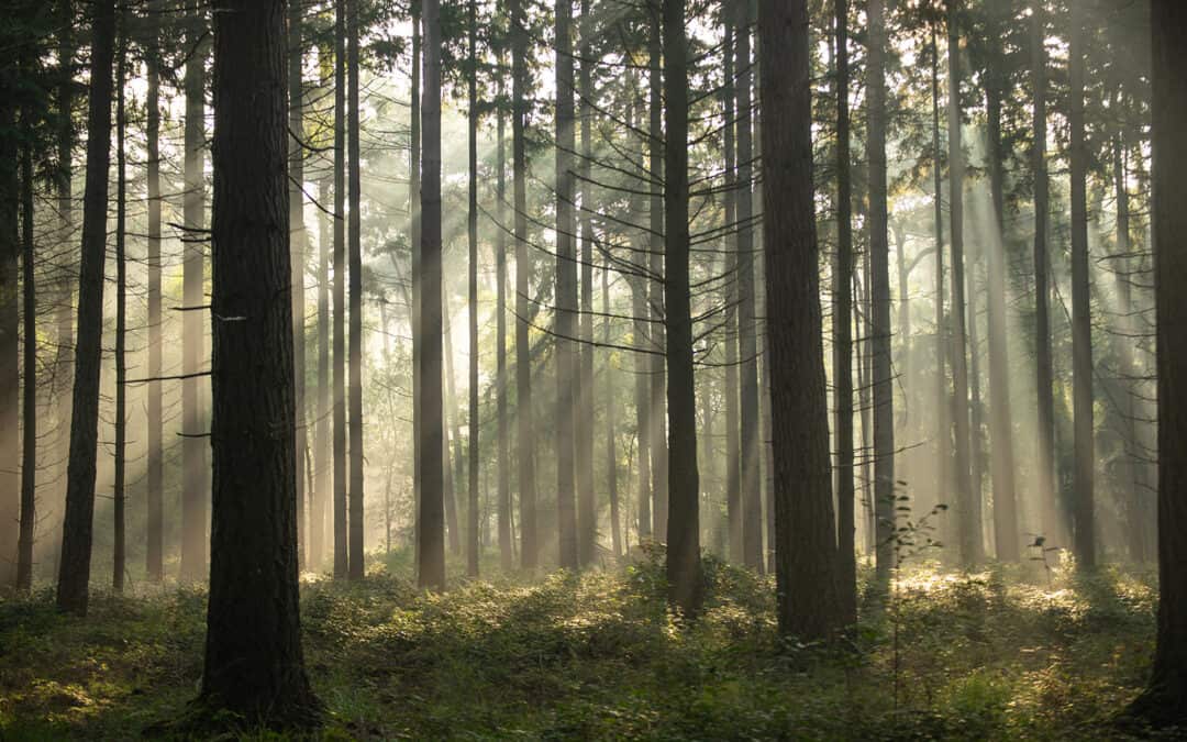 Die Luft wird trockener – eine Gefahr für unsere Wälder