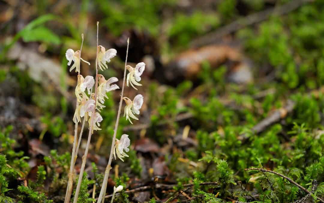 Studie zeigt: Waldbewirtschaftung erhält seltene Arten