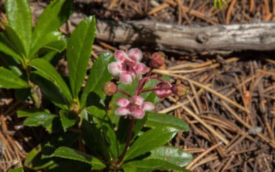 waldgeschichten-bedeutung-waldbewirtschaftung-fuer-den-artenschutz-Foto-Chimaphila umbellata