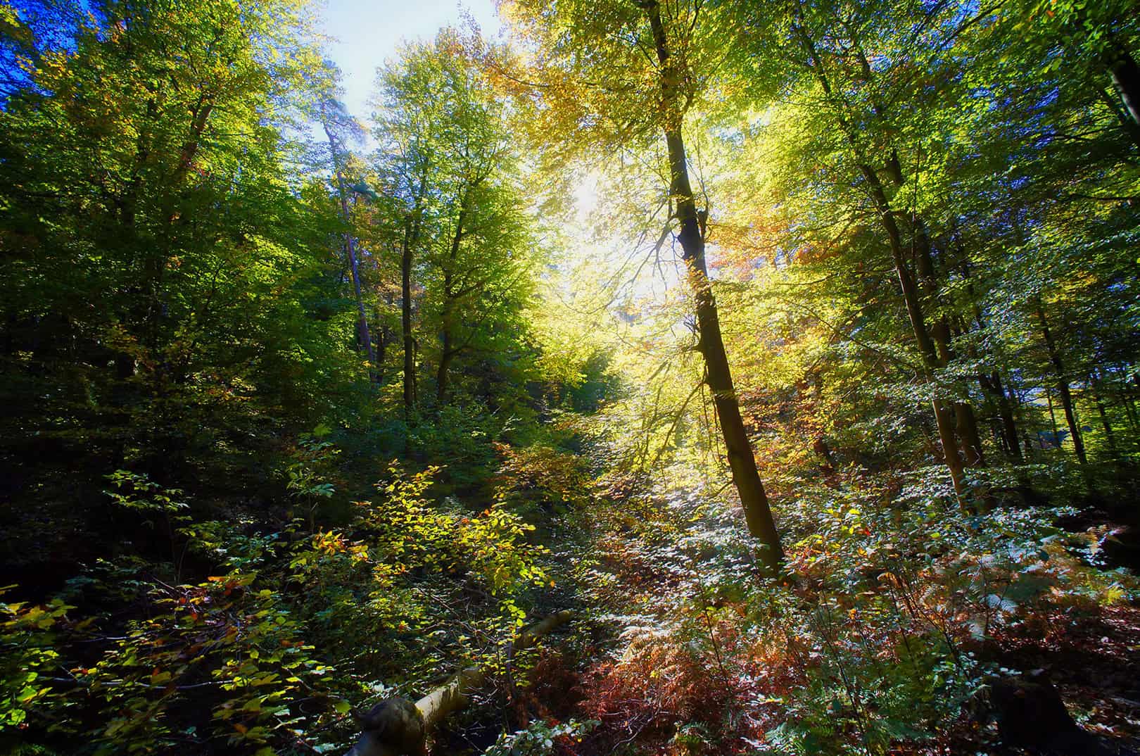 waldgeschichten-studie-klimaholz-foto-mischwald-im-herbst