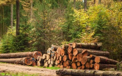 waldgeschichten-studie-wald-der-zukunft-foto-mischwald-holz-am-boden