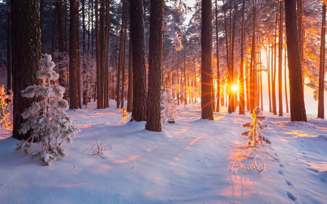 Weihnachten im Wald: Entspannung und Stille genießen