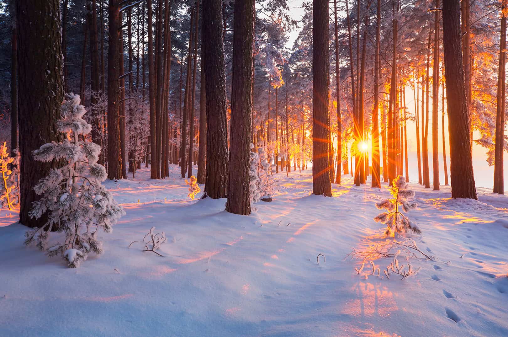 waldgeschichten-weihnachten-im-wald