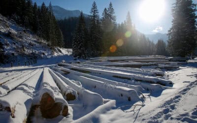 waldgeschichten-wald-im-winter-ort-der-erholung-zeit-der-holzernte