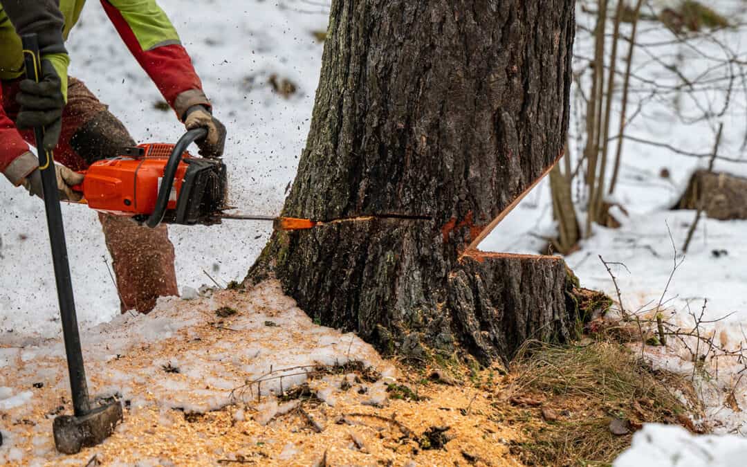 Mondholz: Eine jahrhundertealte Tradition