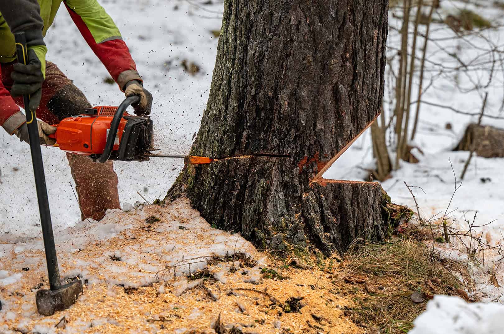 waldgeschichten-wald-im-winter-ort-der-erholung-zeit-der-holzernte-c-foto-holzernte-winter