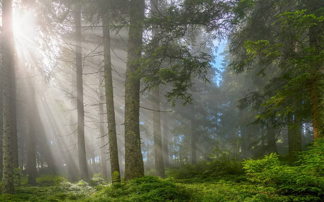 Ist der österreichische Wald noch klimapositiv?