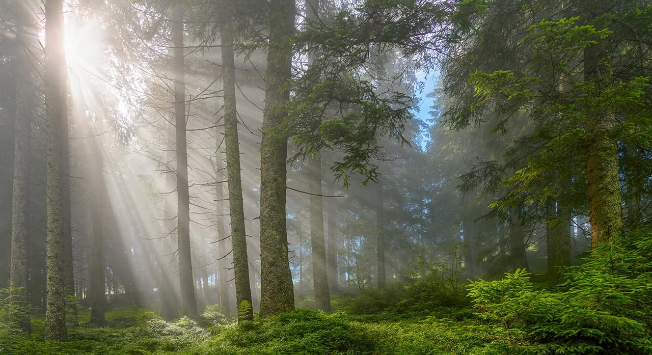 Klimapositiver österreichischer Wald